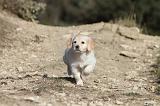 GOLDEN RETRIEVER 520
